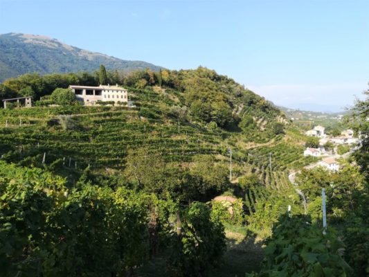 Le colline del Cartizze nei pressi di Valdobbiadene