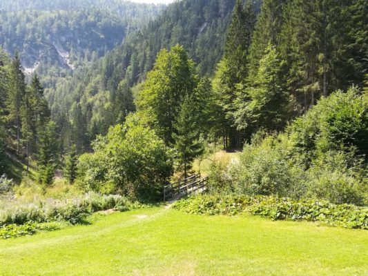 La foresta di Tarvisio in Val Bartolo