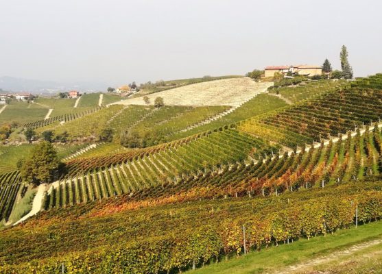 Paesaggio delle Langhe nei pressi di Treiso