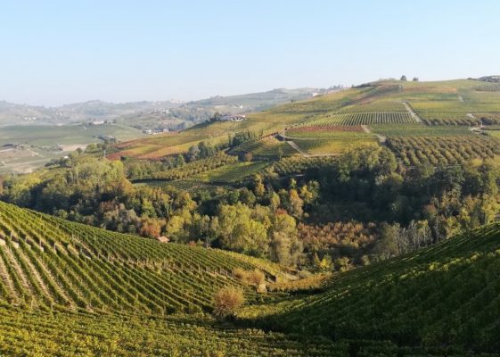 Paesaggio vitivinicolo nelle Langhe