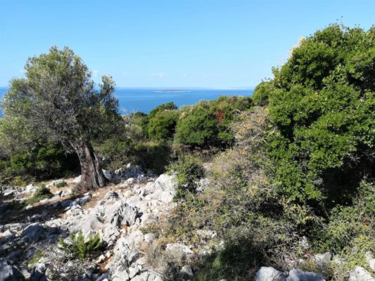 Il Giardino degli Ulivi secolari di Lun nell'isola di Pag