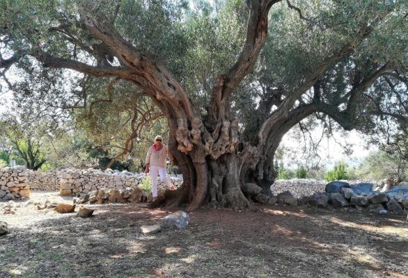 L'ulivo più vecchio nel Giardino degli Ulivi di Lun a Pag