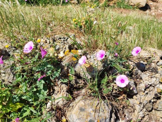 La flora nella Riserva Naturale dello Zingaro in Sicilia