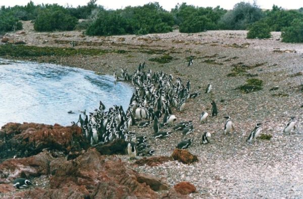 Pinguini di Magellano nella riserva di Punta Tombo in Patagonia