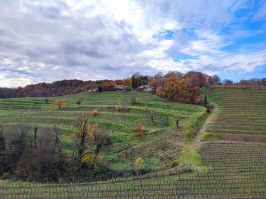 Panorama dalla cantina Vie D'Alt a Craoretto