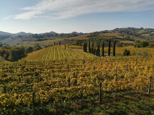 Paesaggio del Collio Goriziano