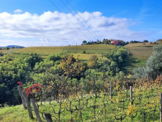 Paesaggio del Collio Goriziano