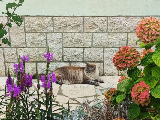 Un gatto sull'isola di Rab