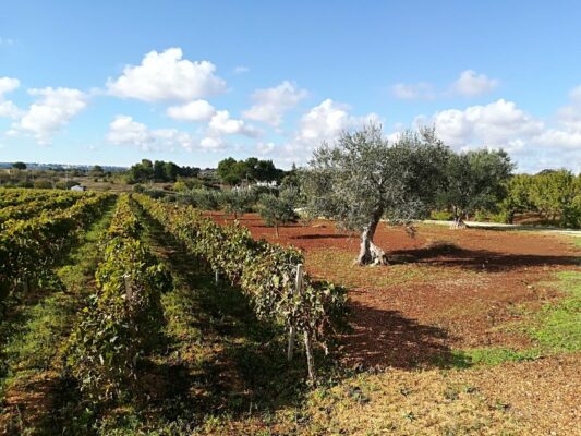 Paesaggio caratteristico della Valle d'Itria