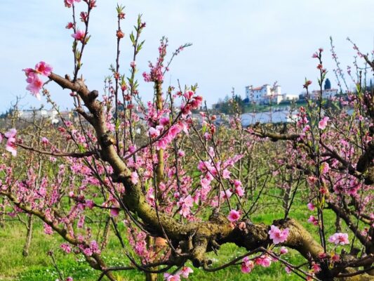 La fioritura dei ciliegi nel Brda