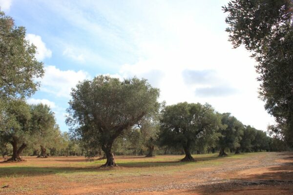 Coltivazione ulivi nel Salento