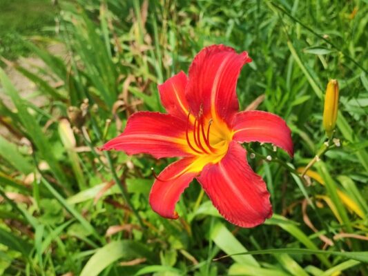 Esemplare di Hemerocallis nel Giardino Viatori a Gorizia