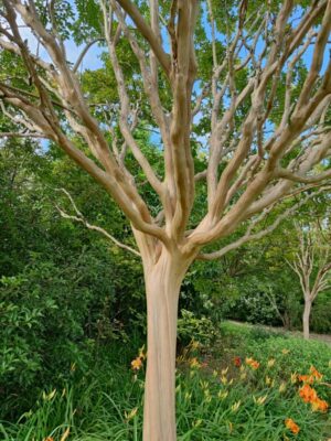 Esemplare di Lagerstroemia nel Giardino Viatori a Gorizia