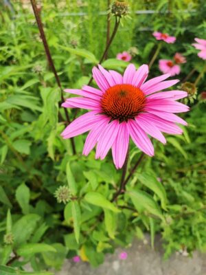 Esemplare di Margherita nel Giardino Viatori a Gorizia