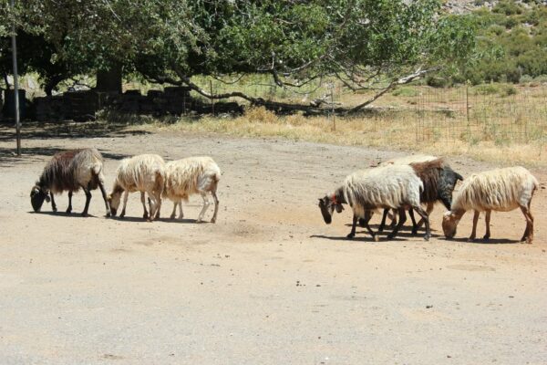 Un gregge di pecore lungo le strade di Creta