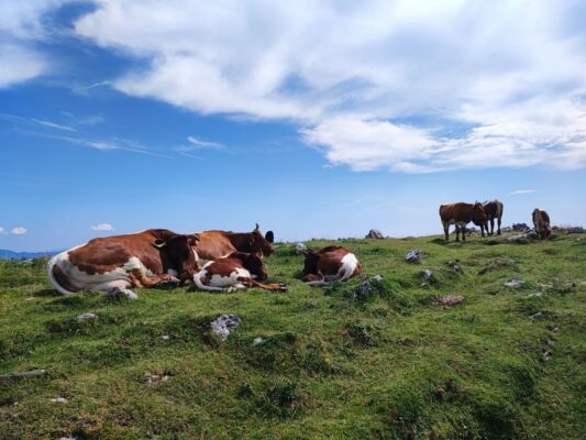 Mucche al pascolo sull'altipiano di Velika Planina